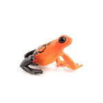 Grenouille équatoriale rouge Papo en PVC, Collection Animaux sauvages, jouet éducatif idéal pour enfants et collectionneurs