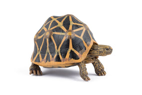 Strahlenschildkröten-Figur